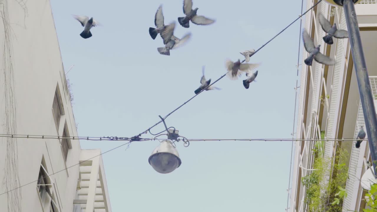 느린 동작으로 그리스 아테네의 전선에서 날고 휴식을 취하는 비둘기