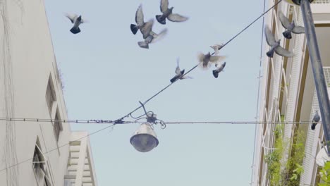 palomas volando y relajándose en un cable en atenas, grecia en cámara lenta