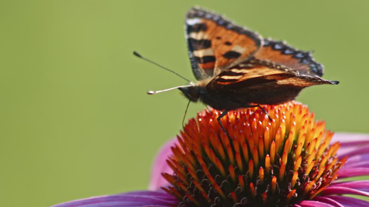 Singe Small Tortoiseshell Butterfly Feeds On orange coneflower in sun light