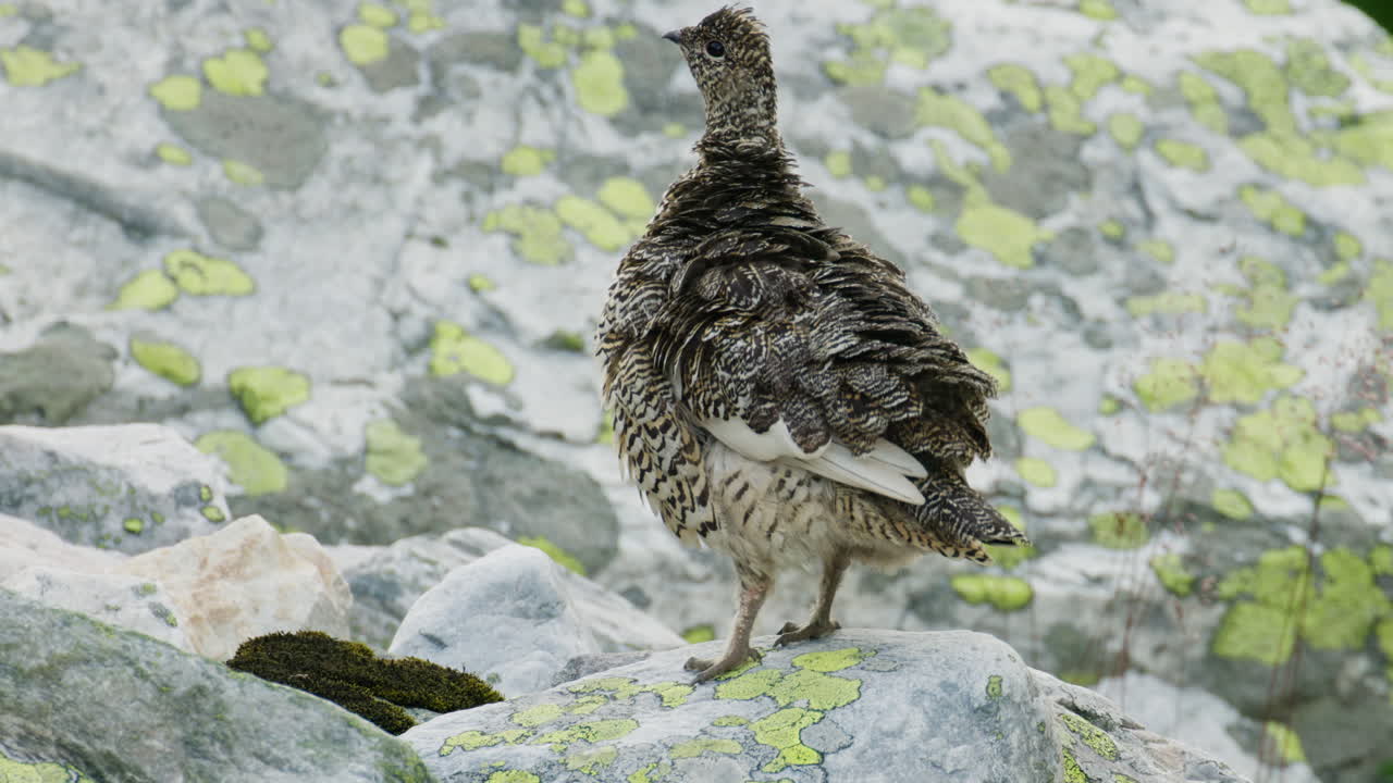Nordic wildlife Moment — Ptarmigan Lagopus muta on Rocks in Blefjell