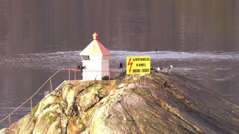 Großer-Kormoran-Trocknet-Seine-Flügel-Auf-Einer-Insel-Mit-Leuchtturm,-Während-Andere-Kormorane-Im-Hintergrund-Im-Meerwasser-Spielen---Schwarzrückenmöwen,-Die-In-Der-Nähe-Ruhen---Statischer-Sonnenuntergangsclip-In-Westnorwegen