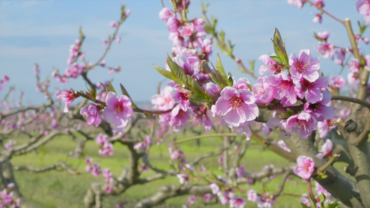 Close up of a tree branch with pink flowers in full bloom in an orchard