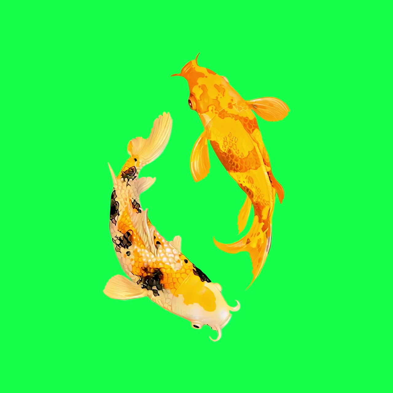 Vibrant koi fish illustration animation, transparent 4K video, green screen