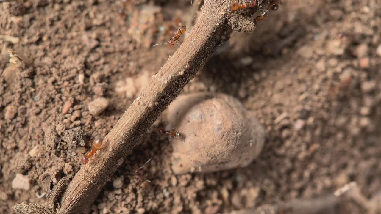 pequeñas hormigas naranjas caminando rápidamente sobre un palo, tiro macro