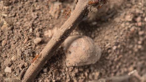 small orange ants walking quickly on a stick, macro shot