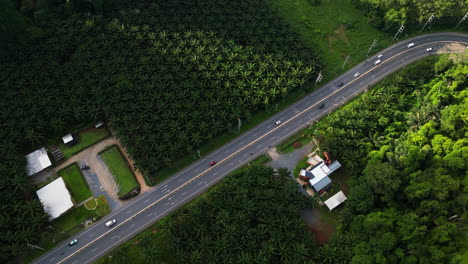 Aerial-top-down-shot-of-traffic-on-road-in-Krabi-between-palm-tree-plantation-and-limestone-cliffs,-Thailand