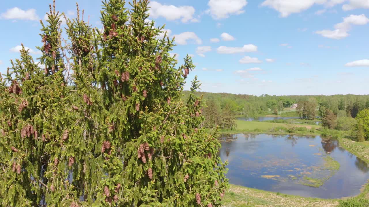 дрон пролетает над деревом со спокойным озером на заднем плане в солнечный день