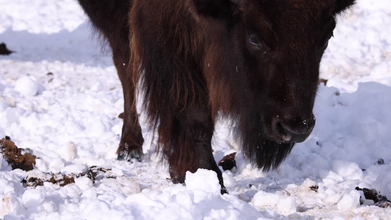 눈 속에서 걷는 들소 슬로모 근접 촬영 발굽 얼굴 맑은 겨울