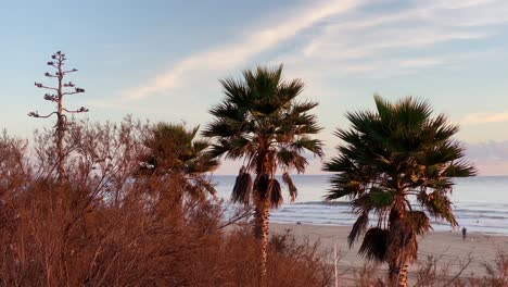 wide-view-of-tropical-trees-and-sandy-beach-over-beautiful-sea-water-during-summer-day