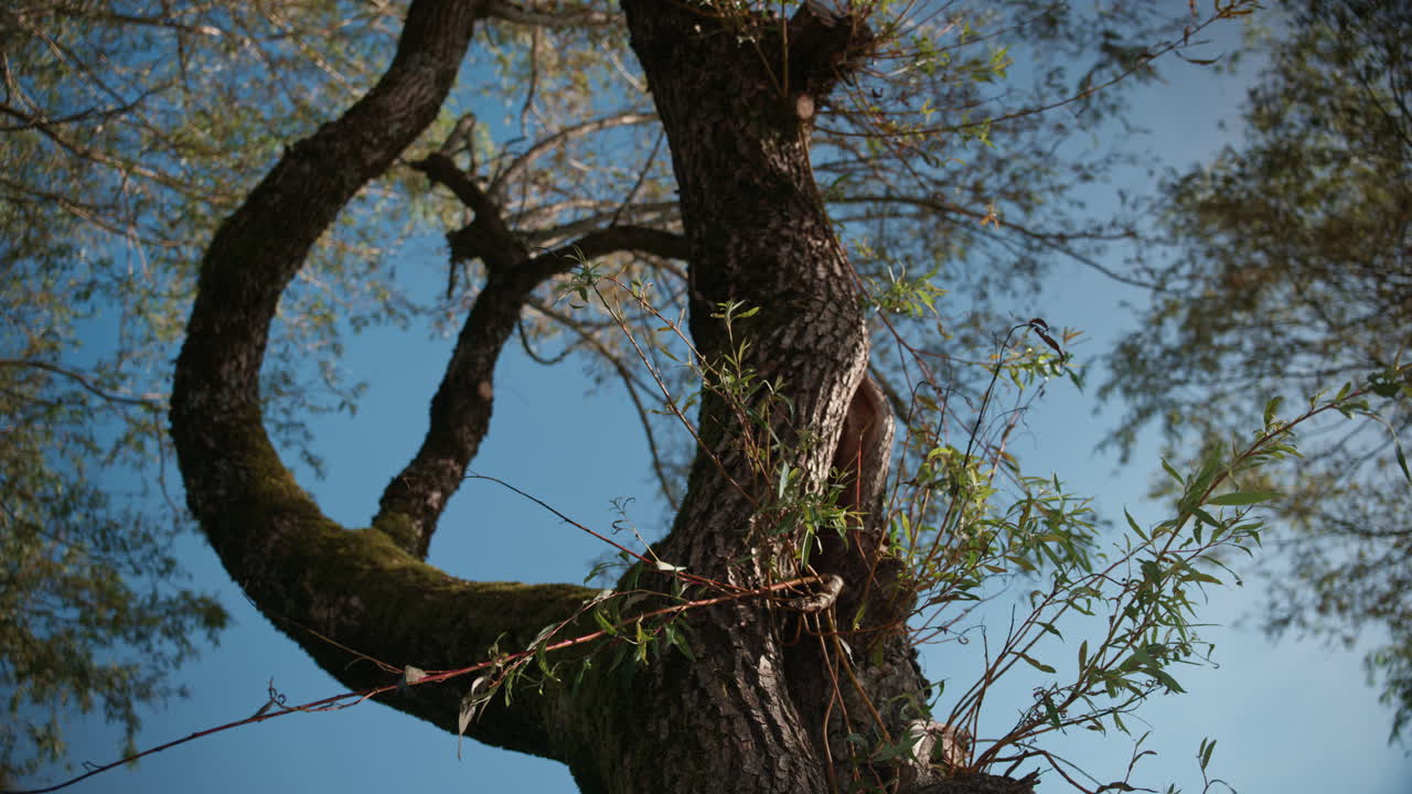 Looking up towards a tree with the wind moving the branches and a clear blue sky