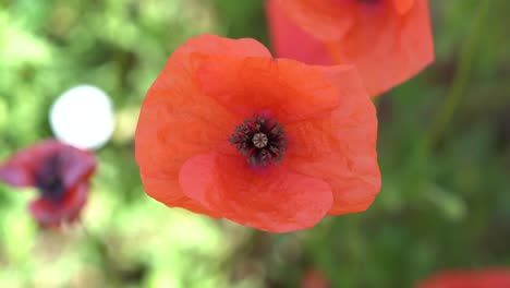 赤いケシの花がスローモーションで夏の風にそよぐ