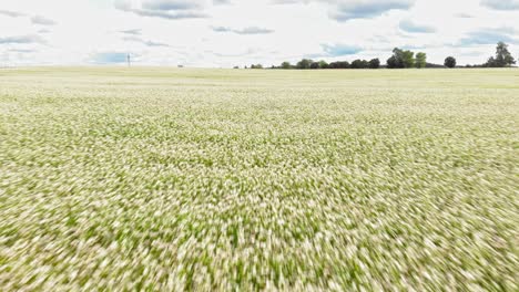 imágenes de aviones no tripulados a baja altitud volando sobre un campo de trigo sarraceno en borowy młyn en kashubia, voivodato de pomerania, polonia