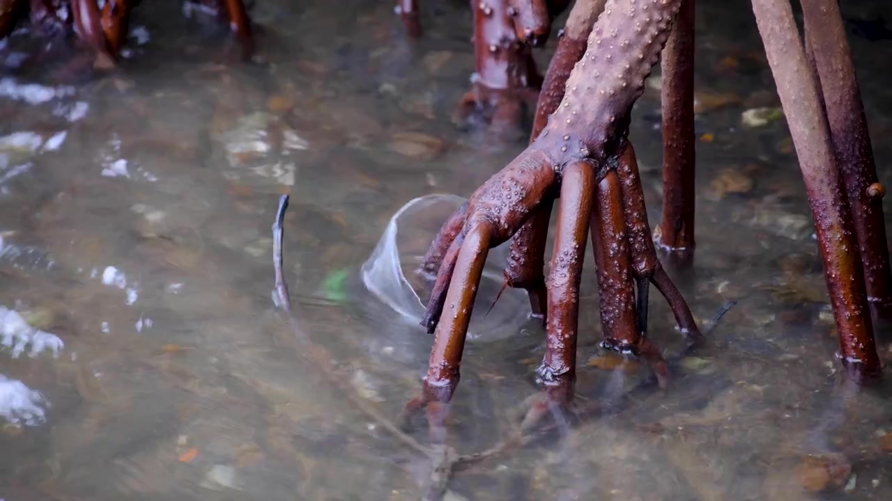 Rifiuti di plastica oceanica arenati sulle radici della foresta di mangrovie su un'isola tropicale delle Fiji, Pacifico meridionale