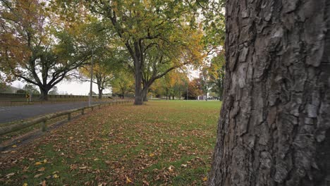 Autumn-glade-rd-with-ultra-wide-lens