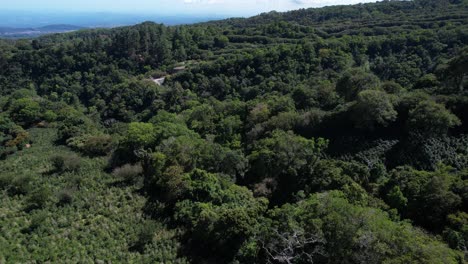 drone shot of coffee plantation fields and green landscape above boquete, panama