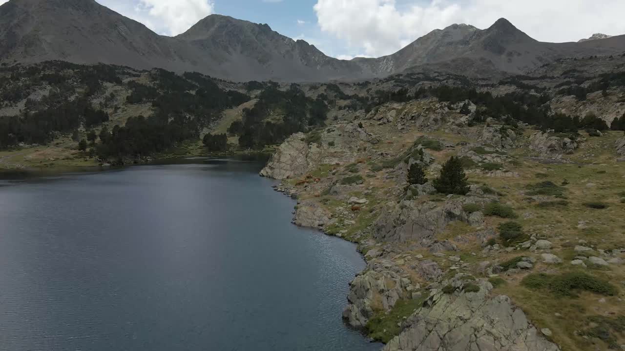 vista aérea volando alrededor del lago y sobre un gran grupo de vacas marrones