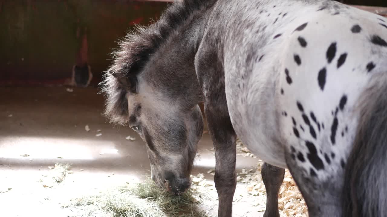 미니어처 말 이 창고 에서  을 먹고 있는 클로즈업