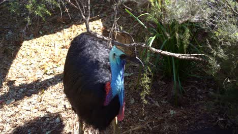 high angle close up shot capturing a wild southern cassowary, casuarius casuarius johnsonii pecking its black feather, flightless bird species native to australia and new guinea