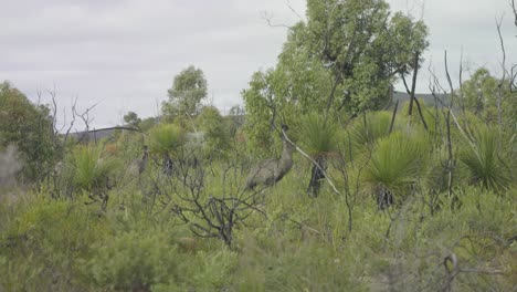un emú en busca de comida en el interior de australia