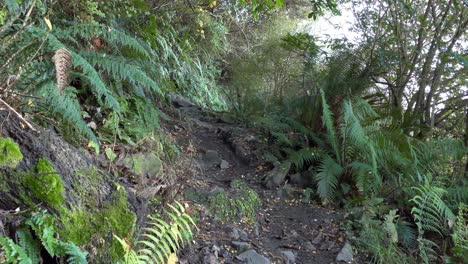 Walking-past-beautiful-native-ferns-in-numerous-shades-of-green---Rakaia-River-Gorge-Walkway,-New-Zealand