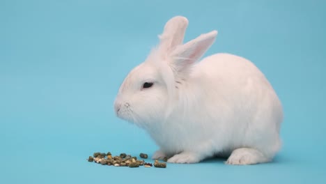 el conejo blanco come comida con placer. conejo de pascua blanco en un azul