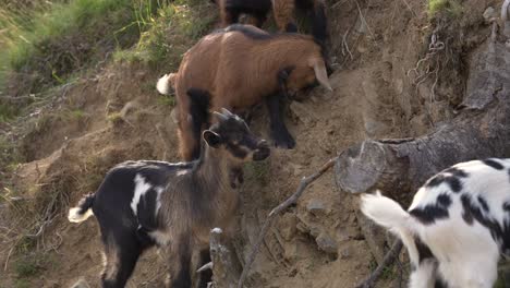 small group of mountain goats standing on a steep edge