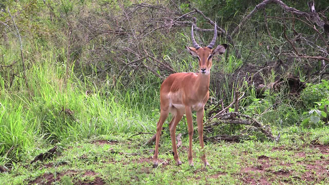 impala mirando fijamente, disparo amplio
