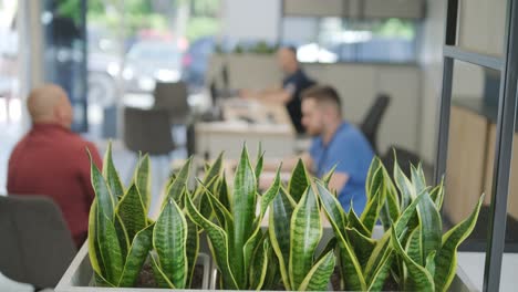 young green plants in pots in eco office interior, blurred background, copy space