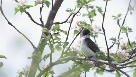 östlicher-Kingbird-Thront-In-Einem-Apfelbaum-Mit-Blumenblüte