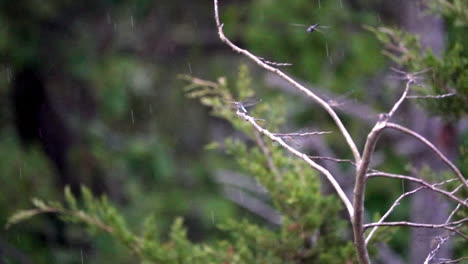 Drachenfliege-Fliegt-Bei-Regenfall-In-Zeitlupe-In-Richtung-Ast