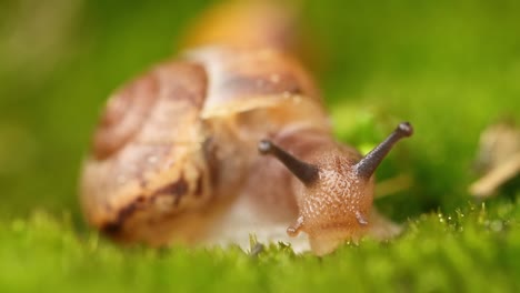 Close-up of a snail slowly creeping in the sunset sunlight.