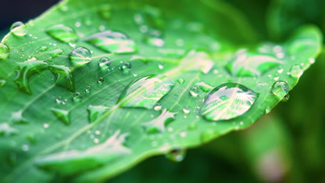 close-up of rain-drenched green leaf with glistening water drops showcasing nature's refreshing beauty in a lush environment