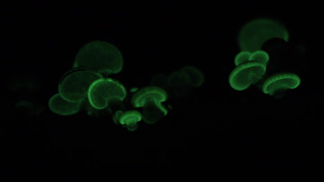 the bioluminescent fungus, panellus stipticus glows at night