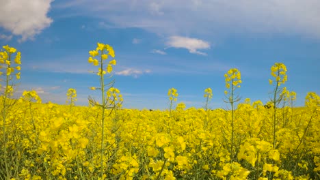 rapeseed field cultivated on the costa brava of spain tranquility harmony and nature