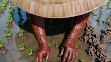 farmer planting rice seedlings in paddy field