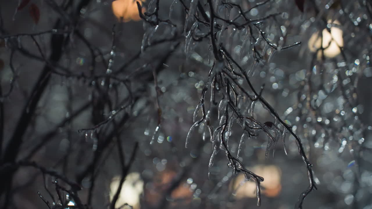 Close-up of bare tree branches covered in frost, with snowdrops on green leaves, creating a magical winter scene, a blurred background with glowing lights from buildings