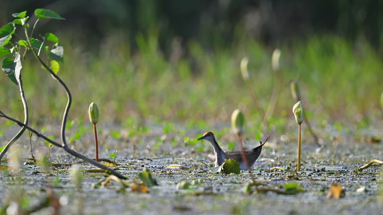 어린 파산  ⁇ 리 자카나가 수꽃 연못에서 먹이를 먹고 있습니다.