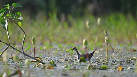 Jacana-De-Cola-De-Faisán-Joven-Alimentándose-En-Un-Estanque-De-Nenúfares