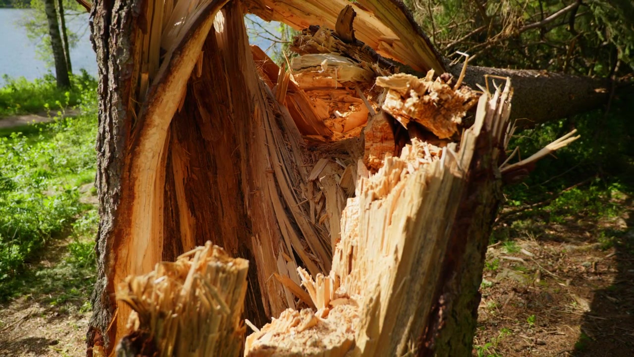 A splintered tree trunk basks in sunlight near a serene Norwegian lake, surrounded by lush greenery. Ideal for nature documentaries or environmental studies.