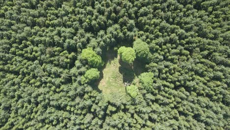 aerial view of patch land in the midst of a forest with green trees in summer