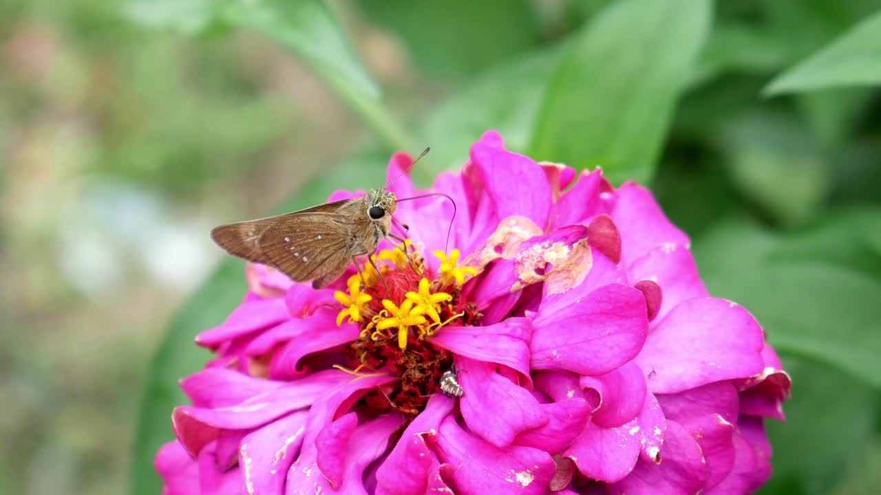 Farfalle e altri insetti si posano su un bellissimo fiore rosa.