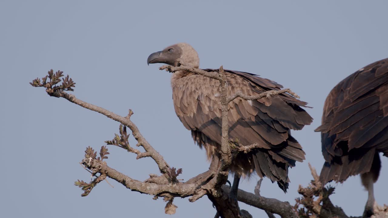 Vultures Perched On A Branch At Kidepo Valley National Park In Uganda, Africa. - static shot