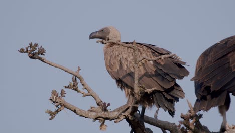vultures perched on a branch at kidepo valley national park in uganda, africa. - static shot