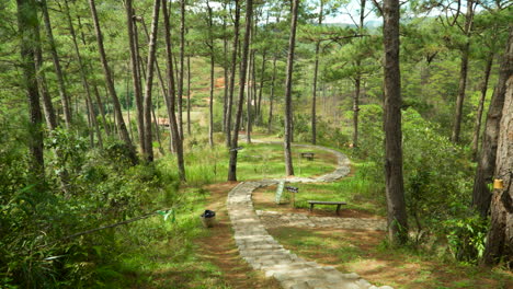 stone stairs winding down the hill out of sight surrounded by tall pine forest trees in cu lan folk village, vietnam - tilt up