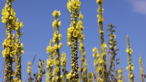 Close-up-shot-of-yellow-blooming-Verbascum-densiflorum-Dense-flowered-Mullein-on-field-against-blue-sky