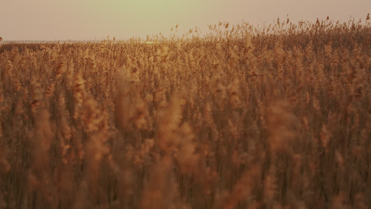 Beautiful golden reeds in warm summer sunset. Serene nature and concept of bliss and tranquility