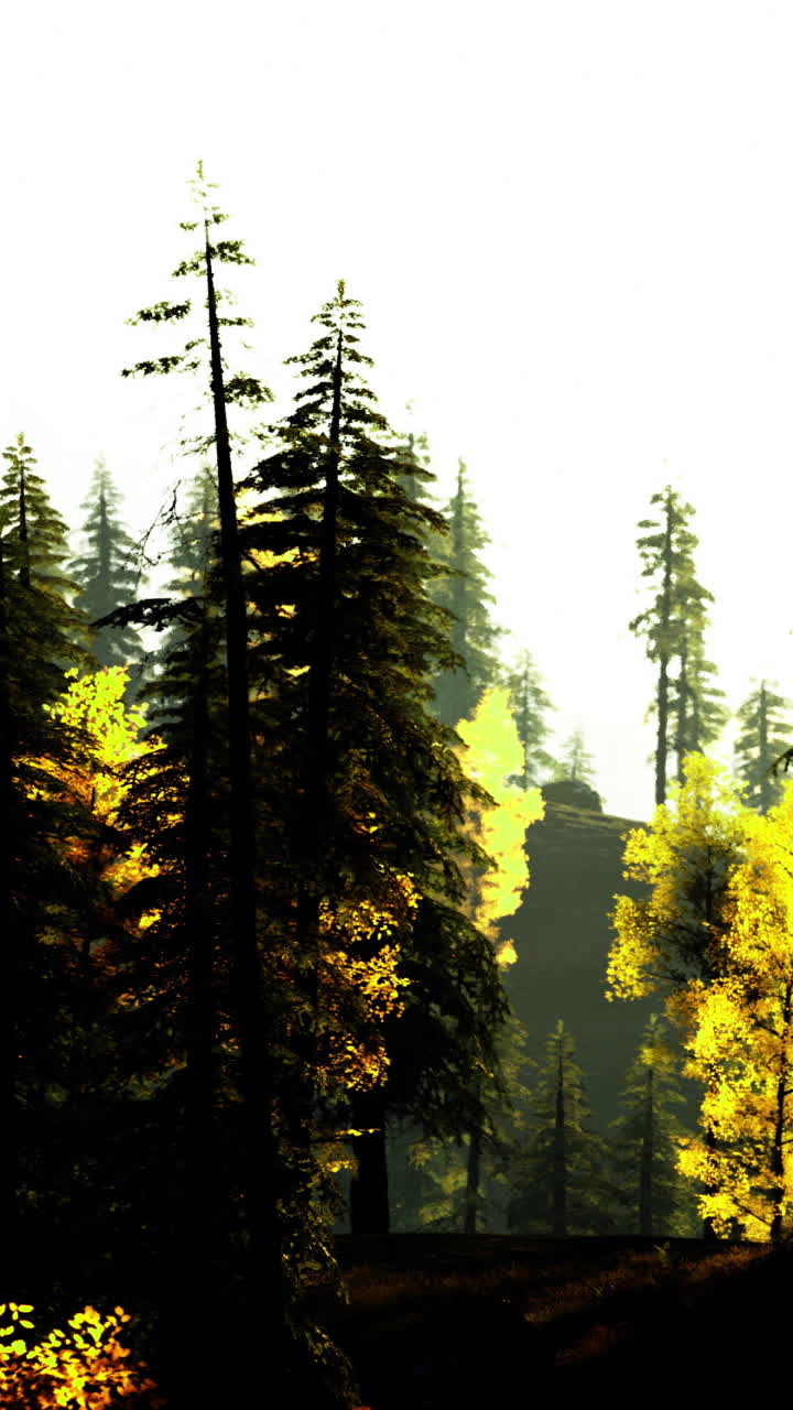 Vibrant autumn foliage in a forest during a bright sunny day