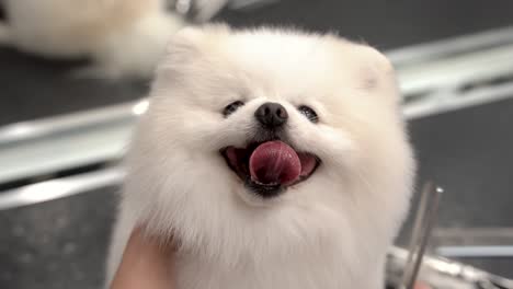 un lindo perro pomeraniano sonriente siendo cuidado en el estudio del peluquero
