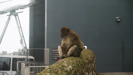 Schöner-Wilder-Affe-Und-Zivilisation-Im-Hintergrund