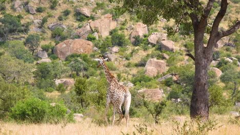 A-mother-giraffe-and-her-calf-walking-on-the-African-savanna